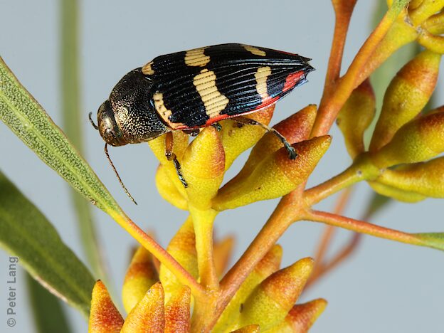 Astraeus major, PL5374, male, on larval host species Eucalyptus leptophylla for photo, SE, 15.4 × 6.3 mm